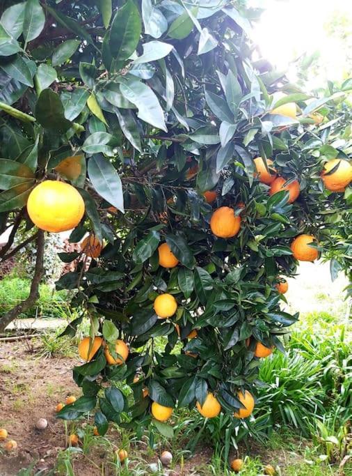 トマールCasa Alegria - The Orangeryアパートメント エクステリア 写真